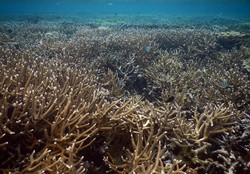 kami juga ingin hidup..jangan rusak kami