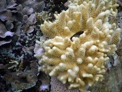 soff coral