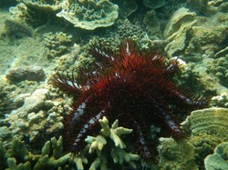 alone but not lonely