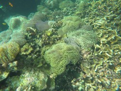 Karang Cantik Pahawang