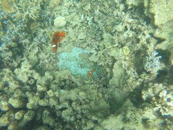 Melanglang Laut Pahawang