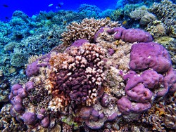 Jernihnya Laut Kepulauan Togean