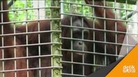Video Tampang Pemutilasi Orangutan di Kalteng