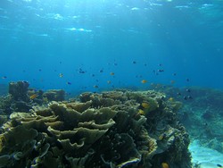 indahnya underwater pulau tabuhan