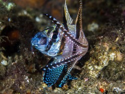 Hoooam  ( cardinal fish )