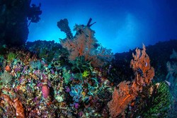 Softcoral Pintu Kota Ambon