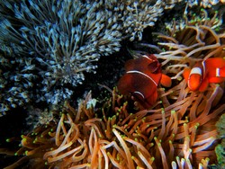 Clownfish bermain