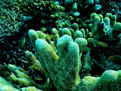 Koral dan ikan kecil