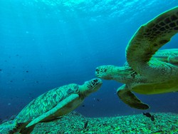 turtles at gili trawangan
