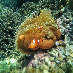 Tiga Sekawan dari Pulau Menjangan