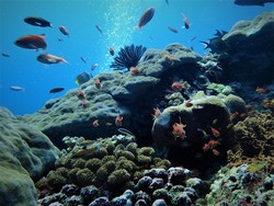 Warna-warni bawah air