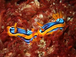 Romantic Nudibranch