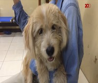 Menyelamatkan Bruno yang Selalu Disiksa Majikannya