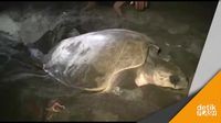 Momen Langka, Melihat Penyu Bertelur di Banyuwangi