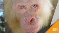 Ada Orangutan Albino di Kalimantan