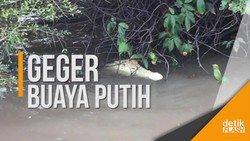 Buaya Putih Gegerkan Warga Australia
