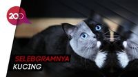 Gemas! Kenalkan Ini Narnia Si Kucing Bermuka Dua