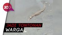 Geger! Buaya Muncul di Kali Grogol
