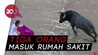 Ngeri-ngeri Sedap! Beginilah Festival Berlari Dikejar Banteng
