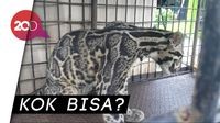 Macan Dahan Masuk Kolong Rumah Warga di Riau
