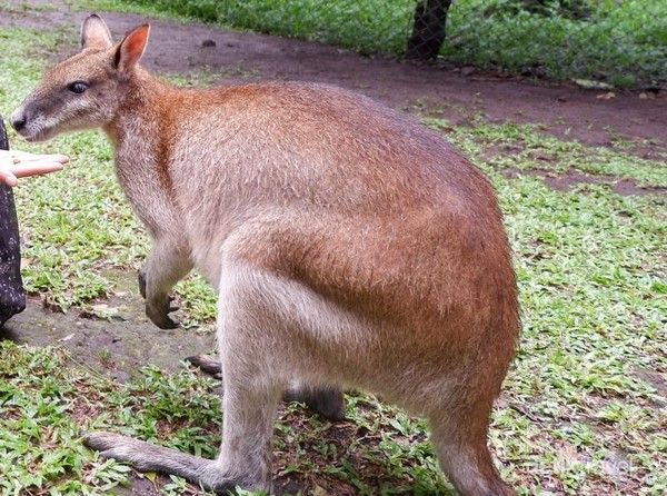 Mau Bermain Di Taman Safari Terluas Se Asia Jawa Timur Tempatnya