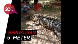 Meresahkan Warga, Induk dan Anak Buaya Ditangkap