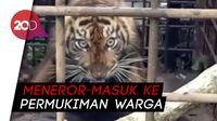 Resahkan Warga Solok, Harimau Sumatera Masuk Perangkap