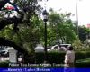 Pohon Tua Istana Negara Tumbang