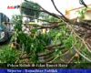 Pohon Roboh di Jalan Buncit Raya