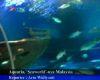 Aquaria, Seaworld-nya Malaysia
