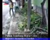Pohon Tumbang di Depan Citos