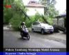 Pohon Tumbang Menimpa Mobil Avanza