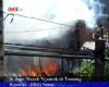 Si Jago Merah Ngamuk di Tomang