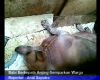 Babi Berkepala Anjing Gemparkan Warga
