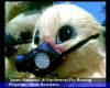 Ayam Raksasa di Konferensi Flu Burung