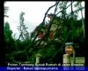 Pohon Tumbang Rusak Rumah di Jalan Boscha