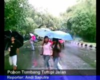 Pohon Tumbang Tutupi Jalan