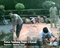 Pohon Tumbang Timpa 2 Rumah