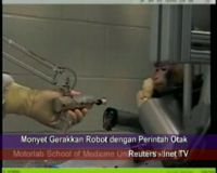 Monyet Gerakkan Robot dengan Perintah Otak