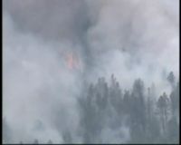 Api Melahap Hutan di New Mexico