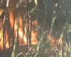 Lahan Tebu Siap Panen Ludes Terbakar