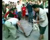 Ular Sanca Gemparkan Warga Bintaro