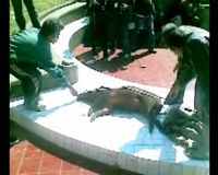 Babi Ngepet Mati Nabrak Tembok