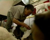 Olimpiade, Beijing Bebas Kucing dan Anjing