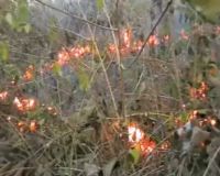 Kawasan Hutan Jati Mojokerto Terbakar