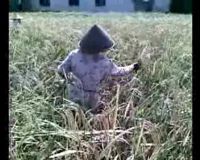 Padi Supertoy Ternyata Puso 