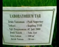 Lahan Penelitian Padi Super Toy HL2