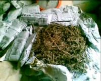 Polisi Sita 2,25 Kg Ganja di Rumah Kontrakan