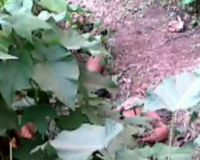 Penemuan Mayat di Permata Hijau