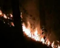Puluhan Hektar Hutan Jati Terbakar di Mojokerto